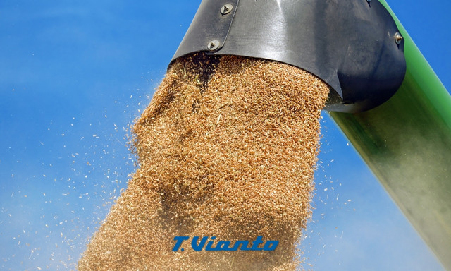 manejo de grano agroalimentario